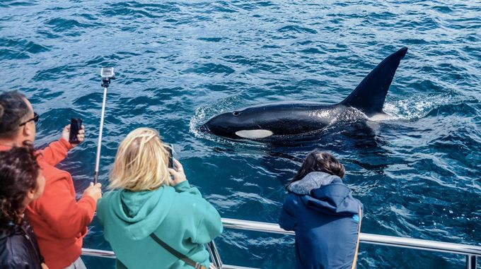 Auckland Dolphin & Whale Watching Cruises